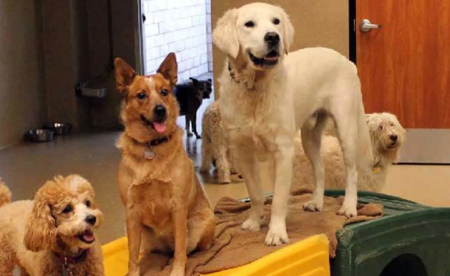 A group of dogs at Conejo Valley Veterinary Hospital